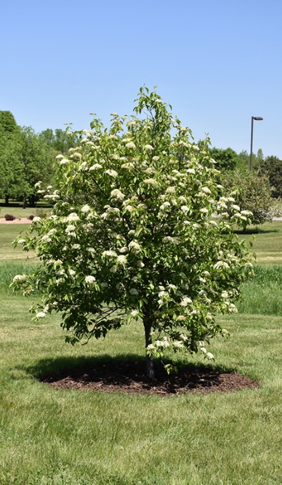 VIBURNUM LEN NANNYBERRY #20 TF