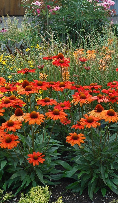 ECHINACEA KISMET INTENSEORANGE#1