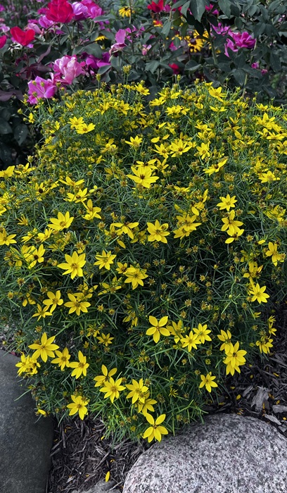 COREOPSIS VER ZAGREB #1