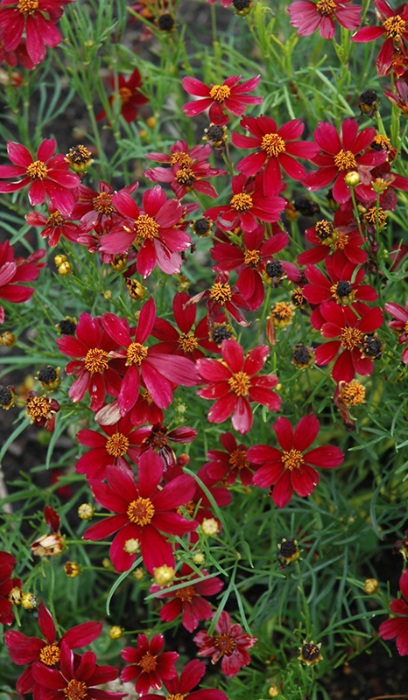 COREOPSIS RED SATIN #1