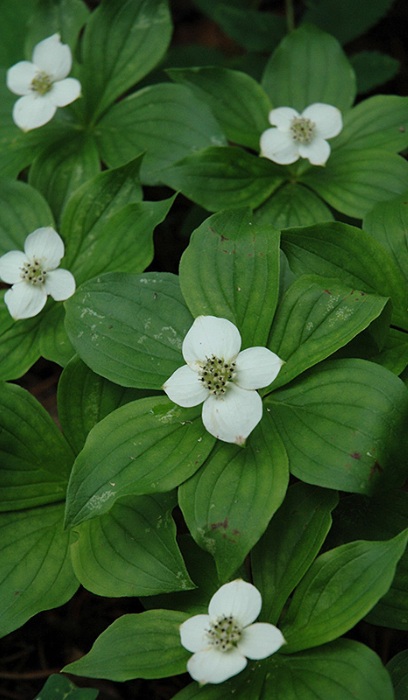CORNUS CANADENSIS BUNCHBERRY #1