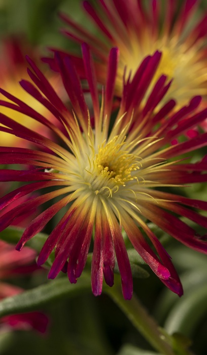 DELOS DELMARA FUCHSIA #1