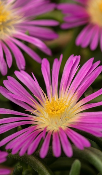 DELOS DELMARA PINK #1