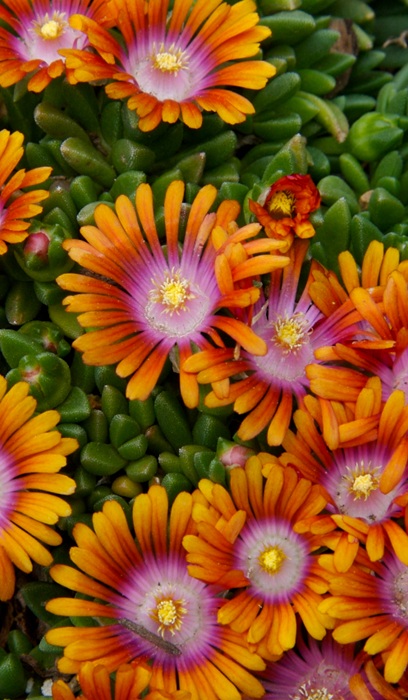 DELOS FIRE SPINNER #1