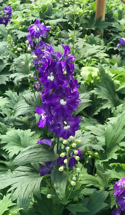 DELPH ELA AURORA BLUE #1