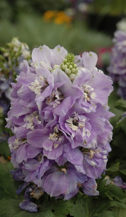 DELPH ELA AURORA LAVENDER #1