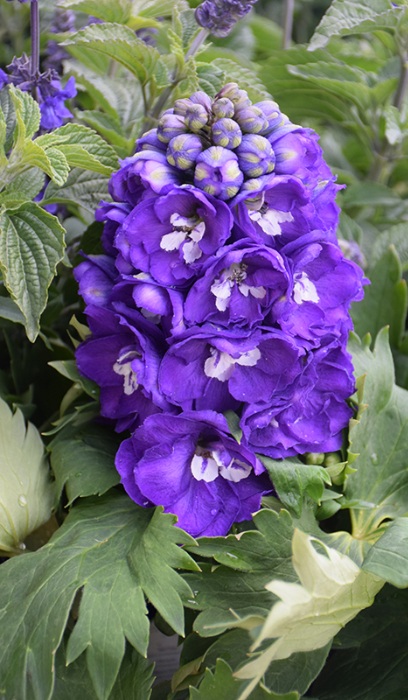 DELPH ELA DEL DK BLU WHT BEE #1