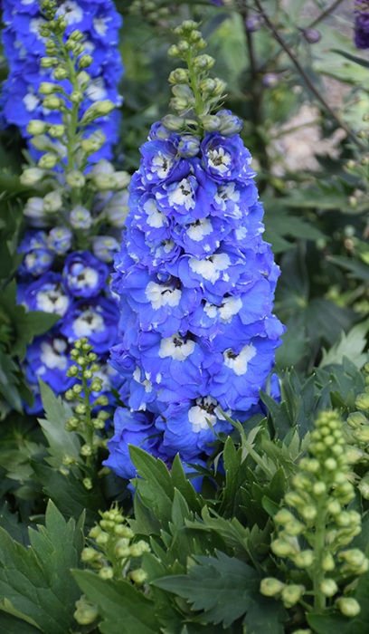 DELPH ELA DEL LT BLU WHT BEE #1