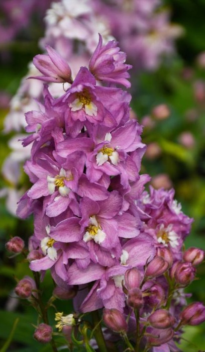 DELPH ELA DEL PINK WHITE BEE #1