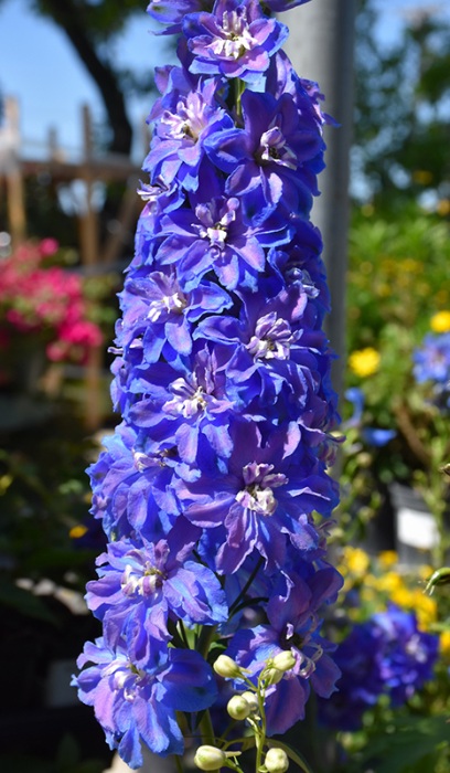 DELPH ELA GUARDIAN BLUE #1