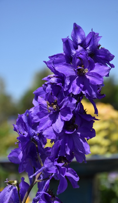 DELPH MAGIC FT DK BLUE/DK BEE #1