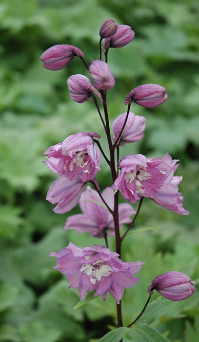 DELPH MAGIC FT LILAC PINK #1