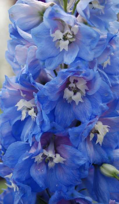 DELPH MAGIC FT SKYBLUE/WHITEBE#1