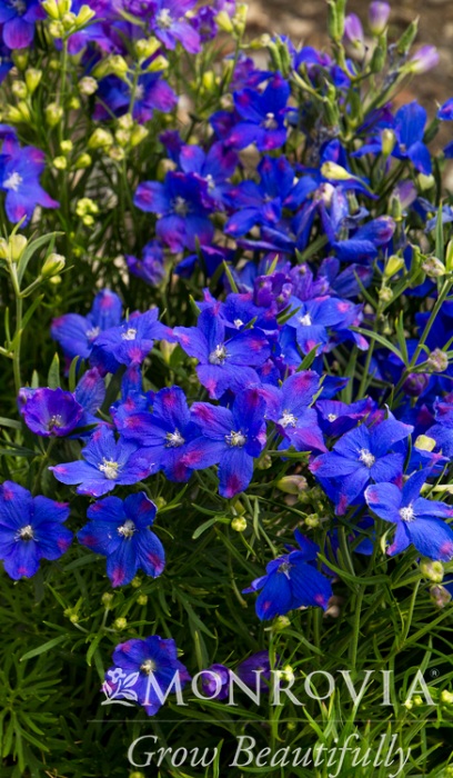 DELPH GRA BLUE MIRROR #1