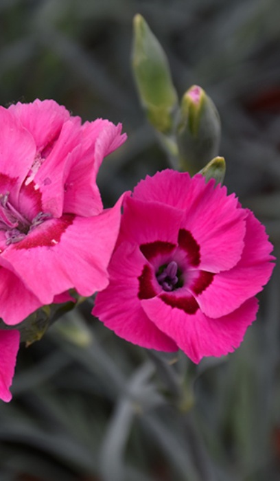 DIANTHUS AP BUMBLEBERRY PIE #1