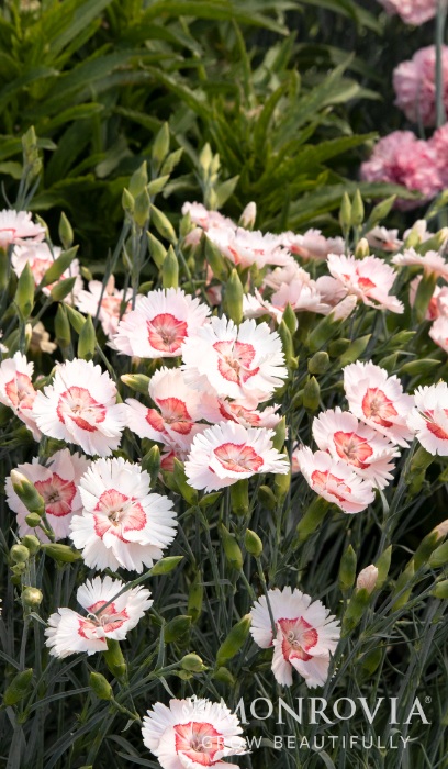 DIANTHUS AP GEORGIA PEACH PIE #1