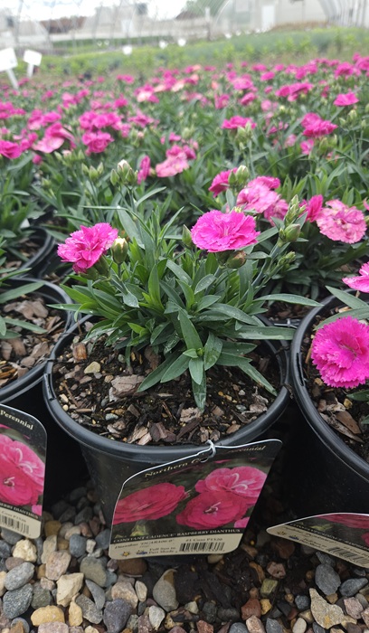 DIANTHUS CONSTANT C RASPBERRY #1