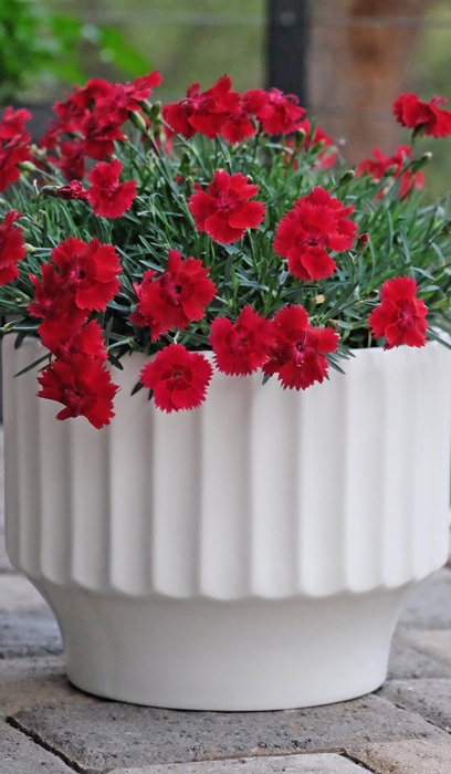 DIANTHUS FIRE STAR IMPROVED #1