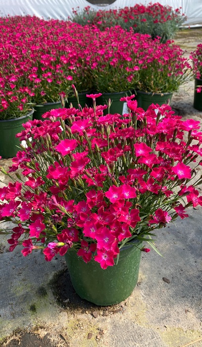 DIANTHUS KAHORI SCARLET #1