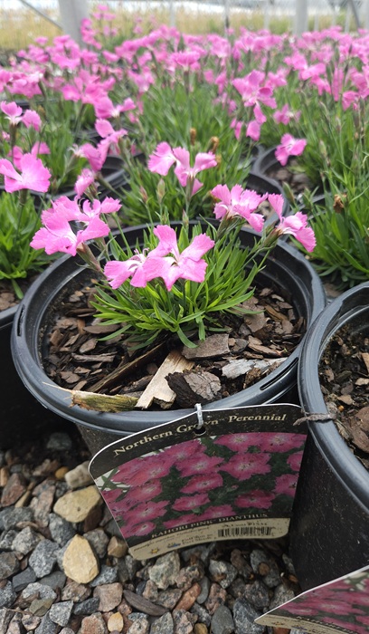 DIANTHUS KAHORI PINK #1