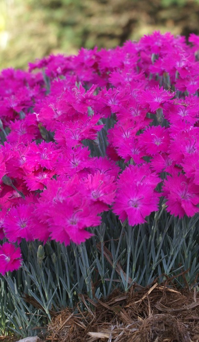 DIANTHUS GRA NEON STAR IMP #1