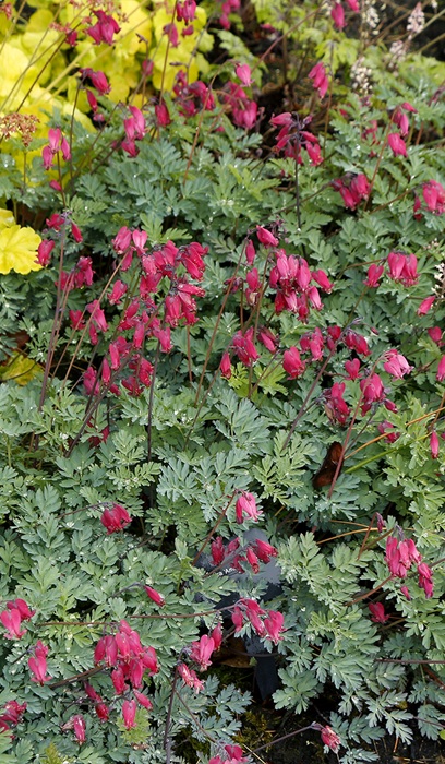 DICENT AMORE ROSE #1/7"