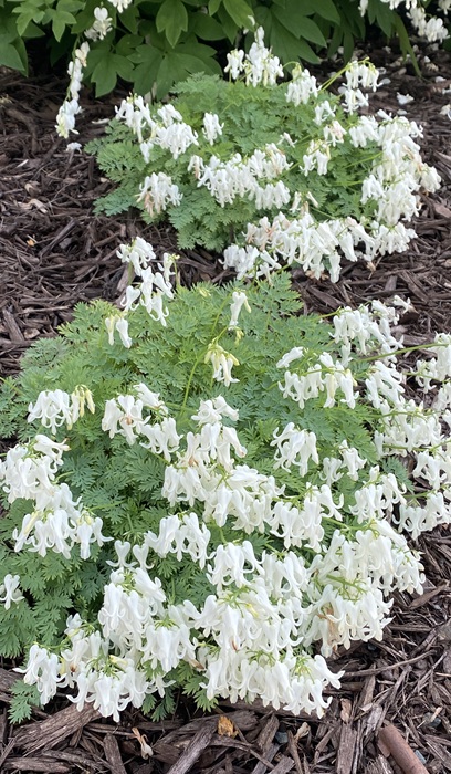 DICEN AMORE TITANIUM #1/7"