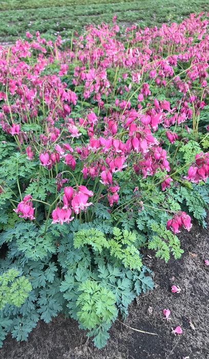 DICENTRA LUXURIANT BLEEDING #1