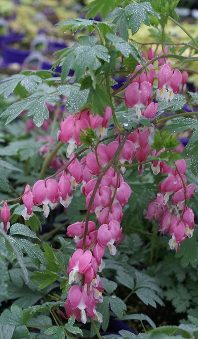DICENTRA SPE BLEEDING HEART #2