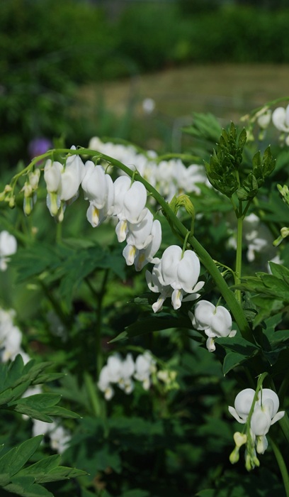 DICENTRA SPE ALBA #2WHITE