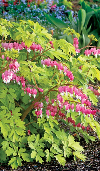 DICENTRA SPE GOLD HEART #1/7"