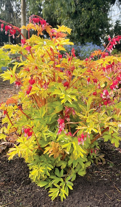 DICENT RUBY GOLD #1/7"