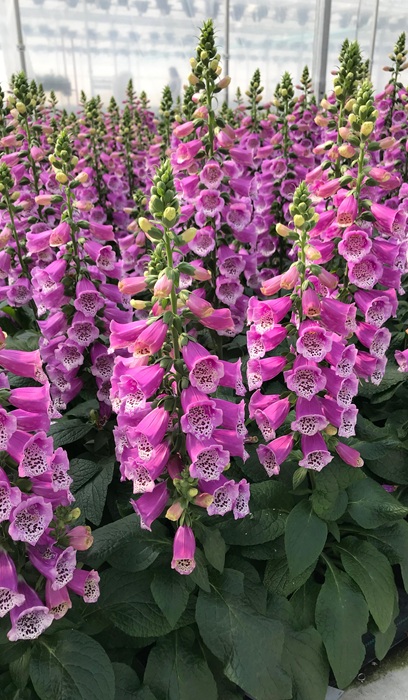 DIGIT PUR DALMATION PURPLE #1