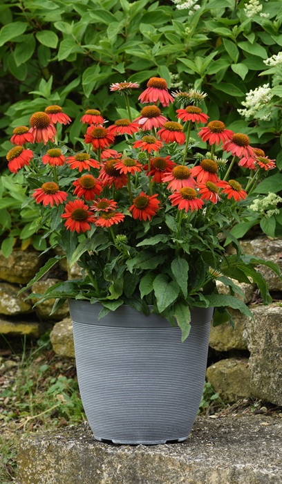 ECHINACEA ARTISAN RED OMBRE #1