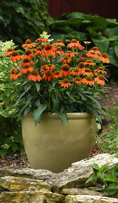 ECHINA ARTISIAN SOFT ORANGE #1