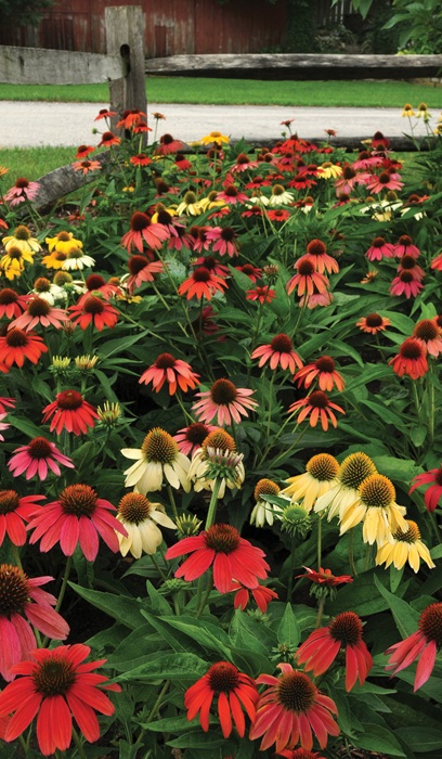 ECHINACEA CHEYENNE SPIRIT #1