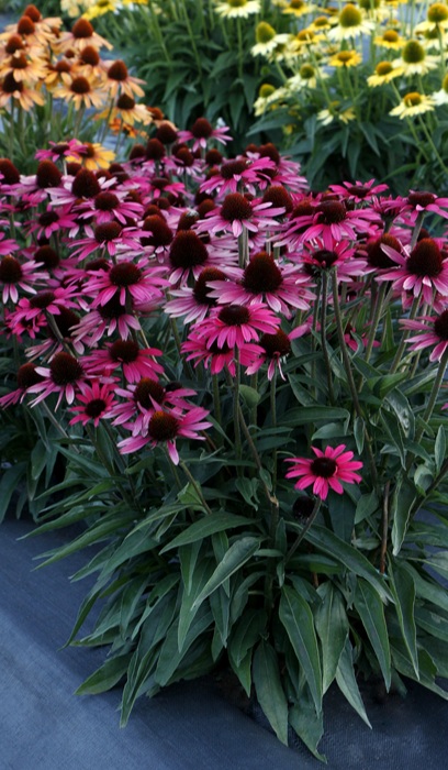 ECHINACEA DARK SHADOWS WICKED #1