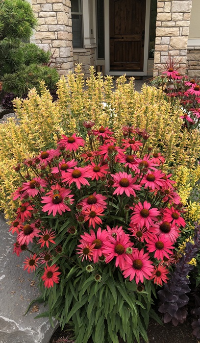 ECHINACEA GLOWING DREAM #1