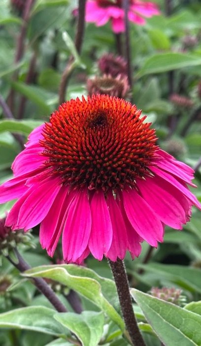 ECHINACEA PANAMA ROSE #1