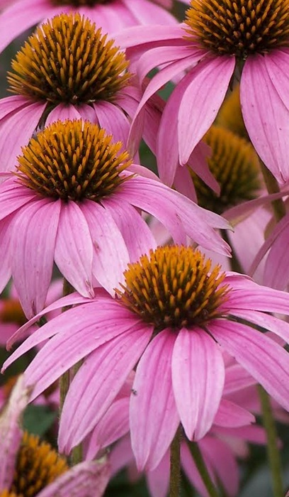 ECHINACEA PUR MAGNUS #1