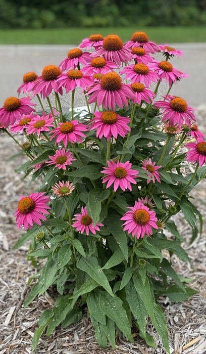 ECHINAC PUR POWWOW WILD BERRY #1