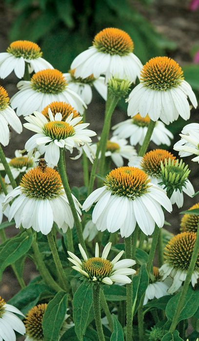 ECHINACEA PUR POWWOW WHITE #1