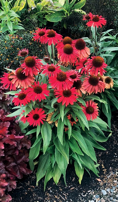 ECHINACEA PRIMA RUBY #1