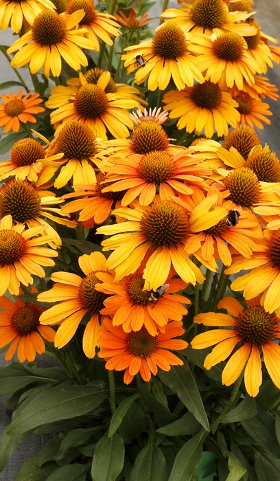 ECHINACEA PRIMA SAFFRON #1