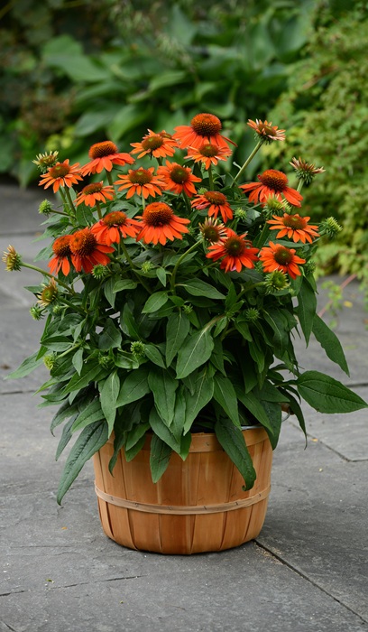 ECHINACEA SOMBRERO ADOBEORANGE#1