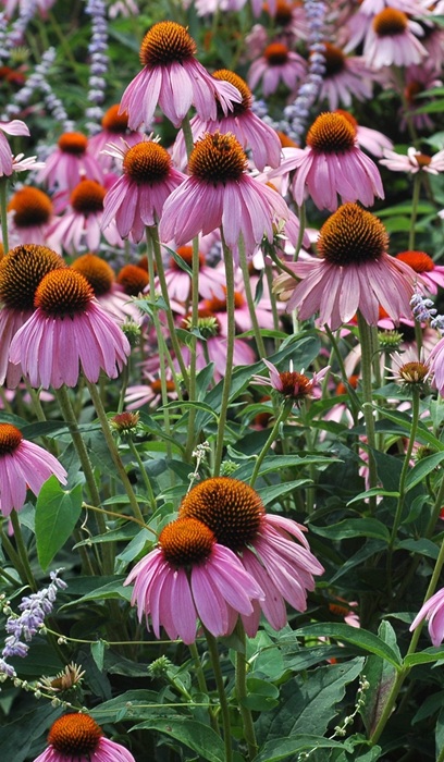 ECHINACEA PUR RUBY STAR #1