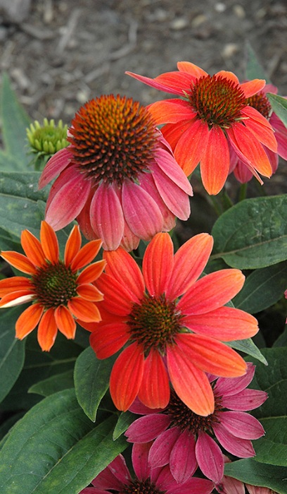 ECHINACEA SOMBRERO HOT CORAL #1