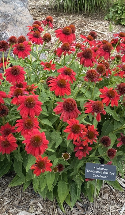 ECHINACEA SOMBRERO SALSA RED #1