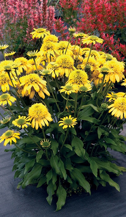 ECHINACEA SUNNY DAYS LEMON #1