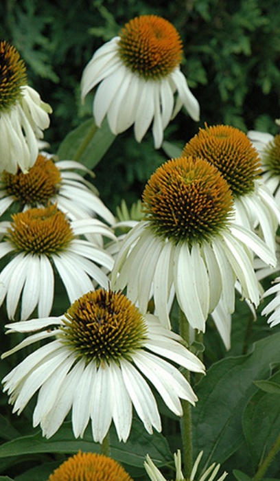 ECHINACEA PUR WHITE SWAN #1